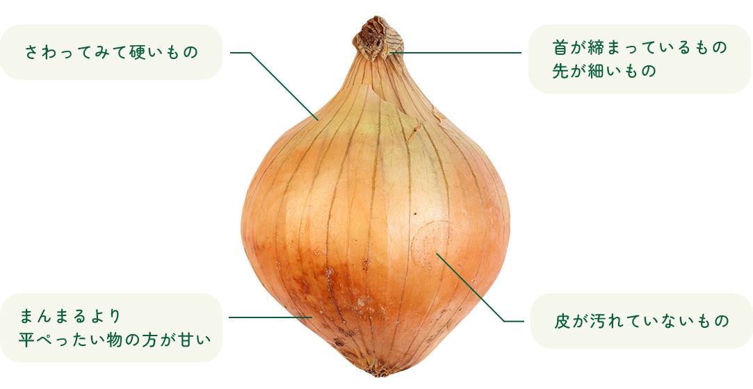 農家が教える美味しい玉ねぎの選び方